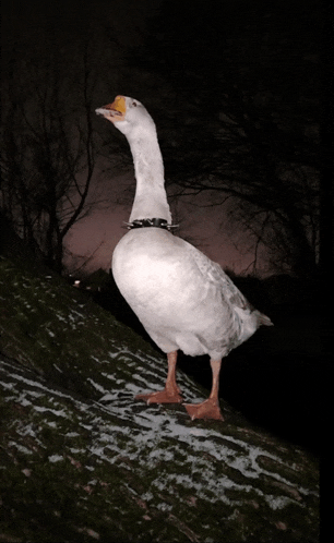 a white goose with a collar around its neck stands on a snowy hill