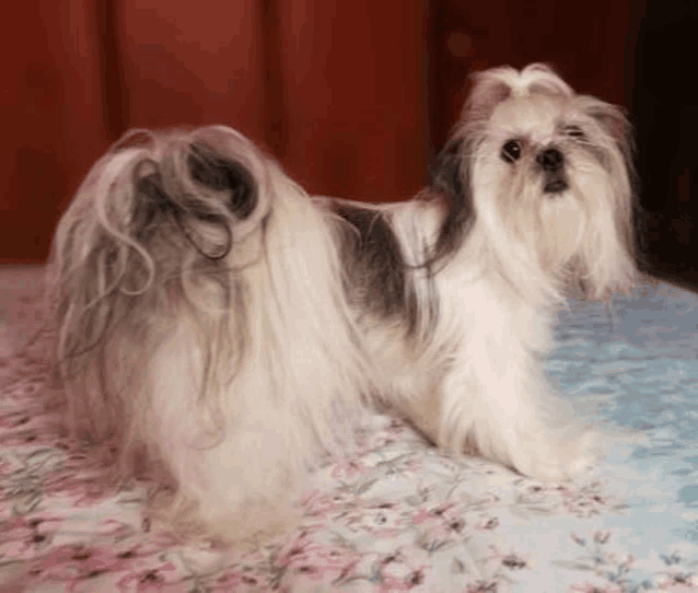 a shih tzu dog is standing on a bed with flowers on it