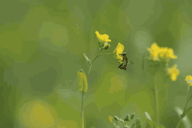 a bee is flying over a yellow flower