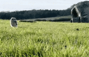 a rabbit is running through a grassy field with a rock in the background