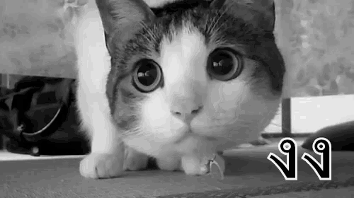 a black and white photo of a cat peeking out from under a curtain .