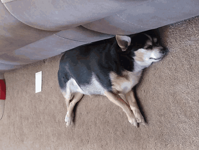 a small black and brown dog laying on the floor under a couch