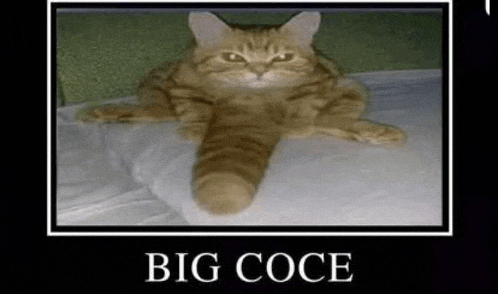 a cat with a long tail is laying on a bed with the words `` big coce '' below it .