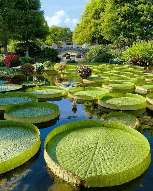 a pond filled with large green lily pads