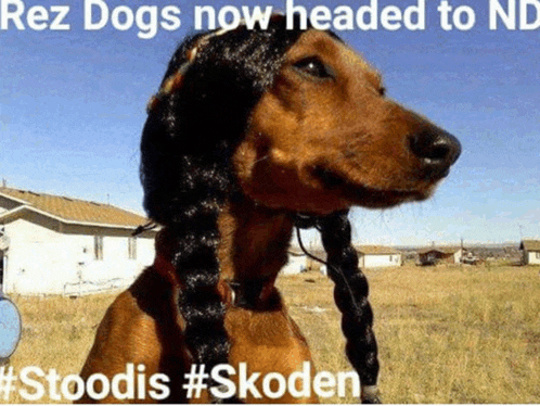 a dog wearing a braided wig with the caption rez dogs now headed to nd #stoodis #skoden