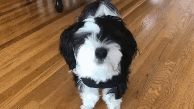 a black and white dog wearing a baseball cap is standing on a wooden floor .