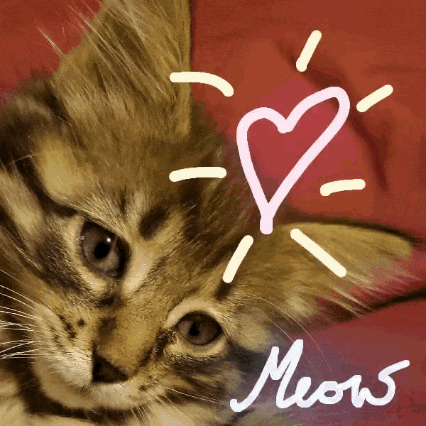 a picture of a cat with a heart and the word meow written below it