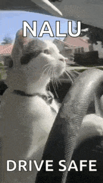 a cat is sitting in the driver 's seat of a car with a steering wheel .