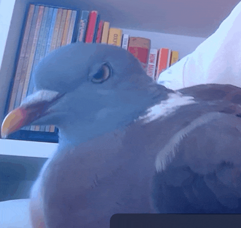 a pigeon is sitting in front of a bookshelf with a book called oxford