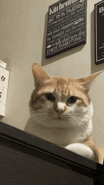 a cat looking at a sign that says kitchen