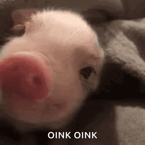 a close up of a pig with a red nose and the words `` oink oink '' below it .