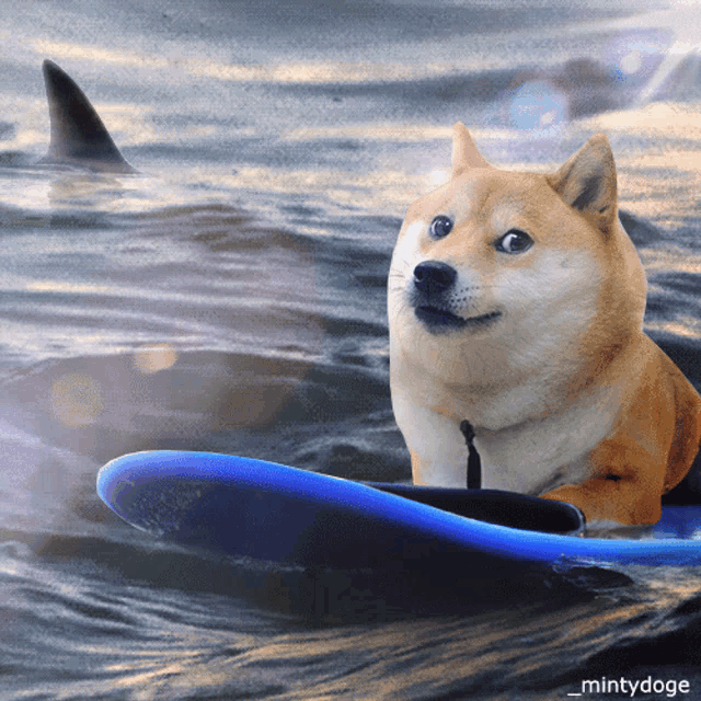 a dog is riding a surfboard in the ocean with a shark behind him