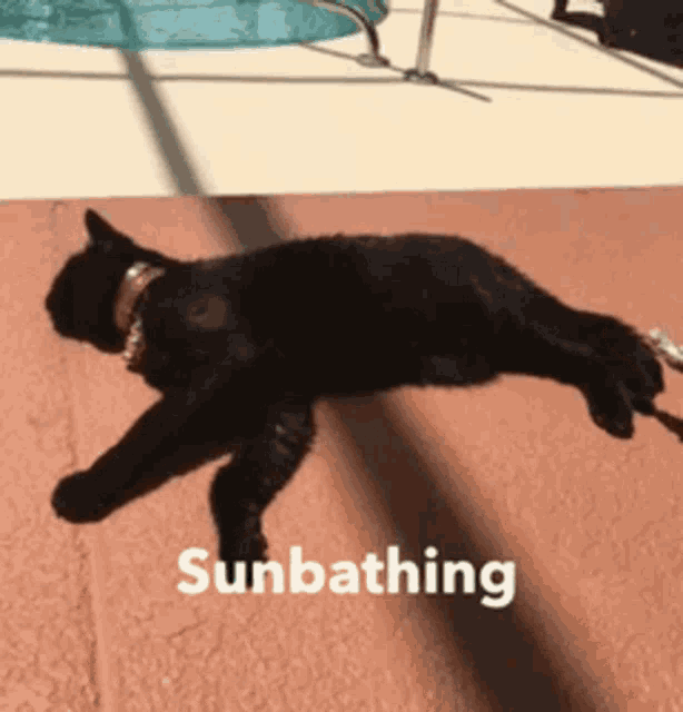 a black cat on a leash is sunbathing