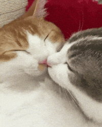 two cats are kissing each other while sleeping
