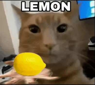 a close up of a cat holding a lemon in its hand .