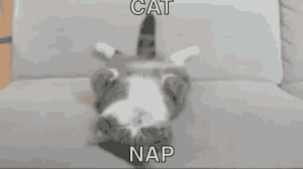 a cat is laying on its back on a couch with the words cat nap below it .