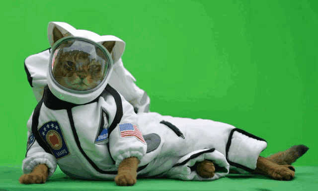 a cat is dressed in a space suit with a nasa patch