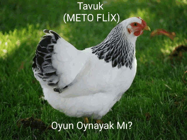 a white chicken is standing in the grass with the words tavuk ( meto flix ) written above it