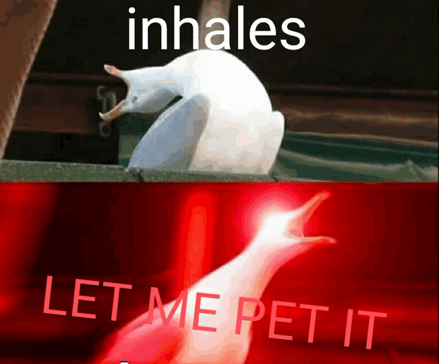 a picture of a seagull with the words inhales and let me pet it