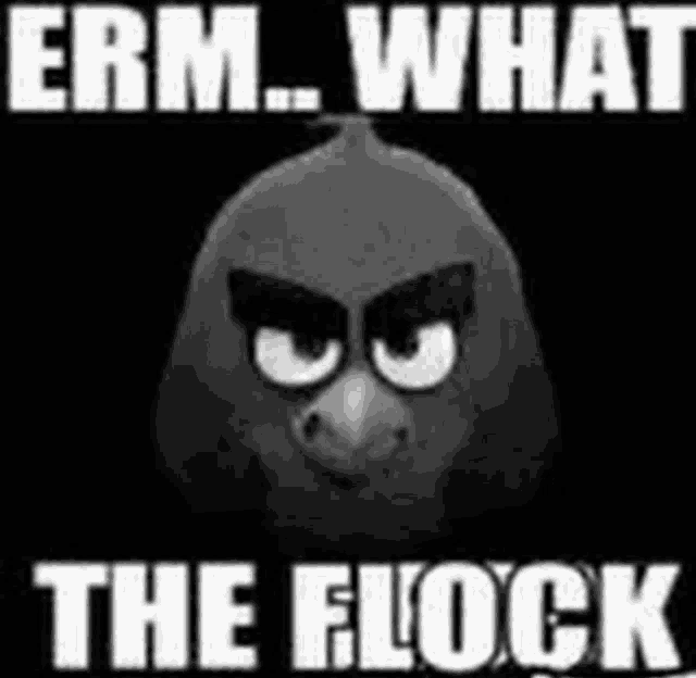 a black and white picture of an angry bird with the words " erm what the flock "