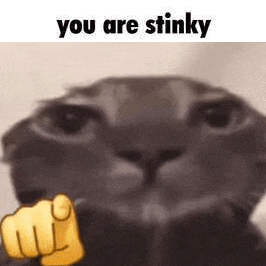 a close up of a cat pointing at the camera with the caption `` you are stinky '' .