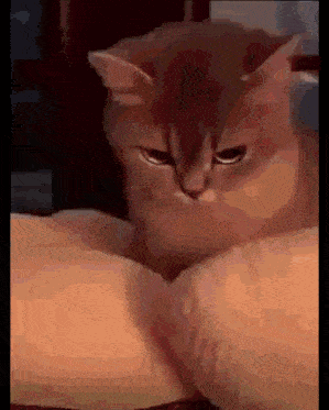 a close up of a cat laying on a person 's lap .