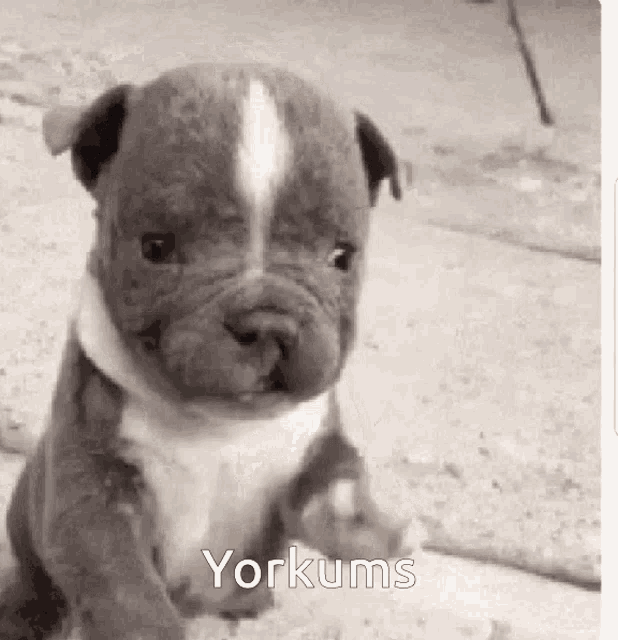 a black and white photo of a puppy sitting on the ground with the words `` yorkums '' written above it .