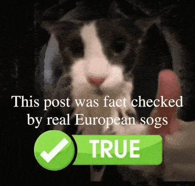 a black and white cat is being checked by real european dogs