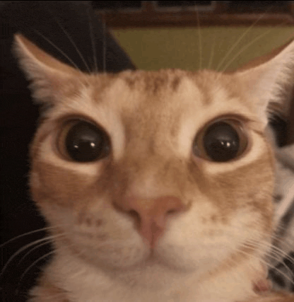 a close up of a cat 's face with very big eyes