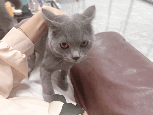 a gray cat with orange eyes is being held by a woman