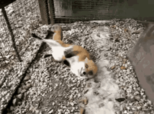 a fox laying on its back on a pile of rocks .