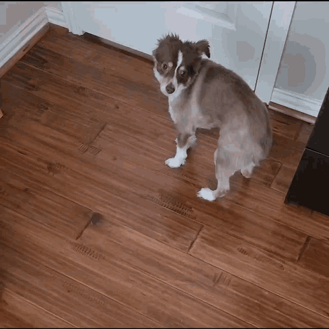 a dog standing on a wooden floor looking at the camera