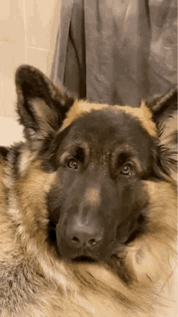 a german shepherd dog is laying down with its head on a person 's lap and looking at the camera .