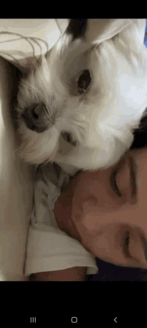 a woman is laying on a bed with a small white dog on her chest .