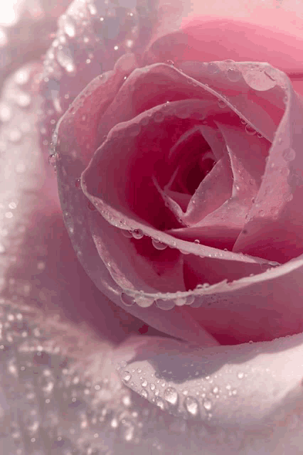 a close up of a pink rose with water drops on its petals