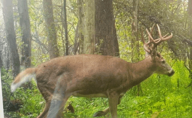 a large deer standing in the middle of a lush green forest