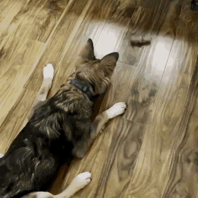 a dog with a blue collar is laying down on a wooden floor