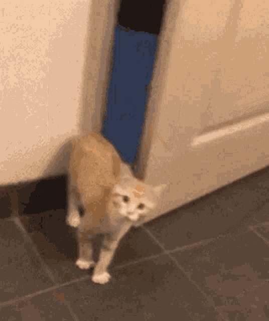 a cat is standing in a doorway looking at the camera .
