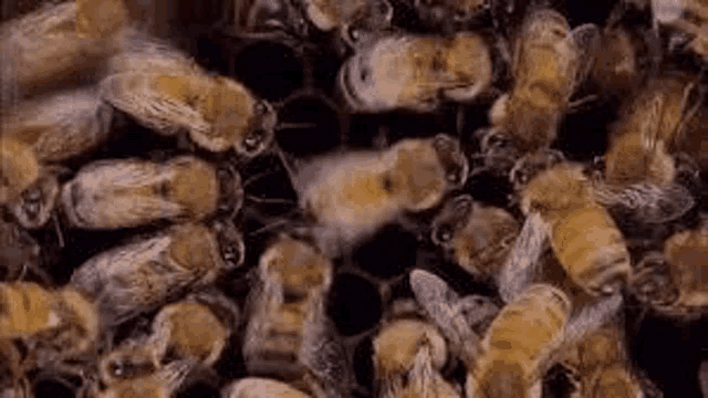 a close up of a bunch of bees on a honeycomb on a black background .