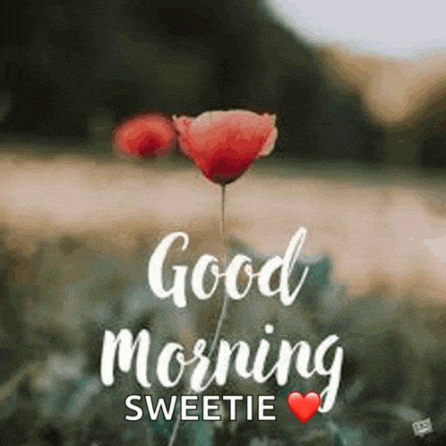 a picture of a flower with the words `` good morning sweetie '' written on it .