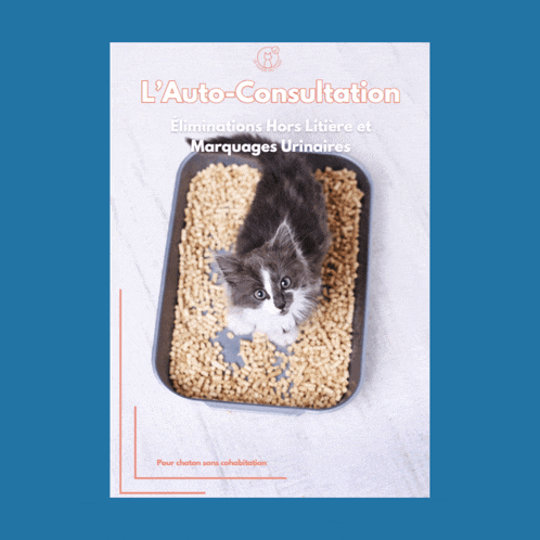 a kitten is sitting in a litter box with a blue background