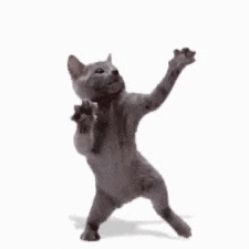 a gray cat is standing on its hind legs with its paws up in the air .