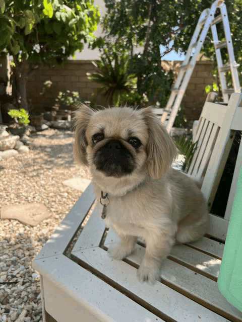 a small dog is sitting on a white chair looking at the camera