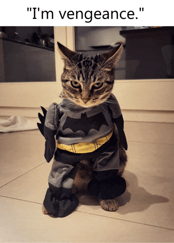 a cat dressed in a batman costume with the caption " i 'm vengeance " below it