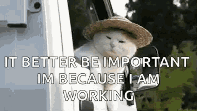 a cat wearing a straw hat is sitting in a truck window .