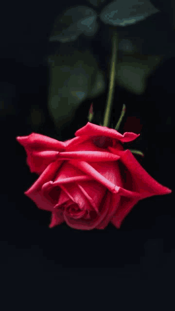 a red rose is against a black background