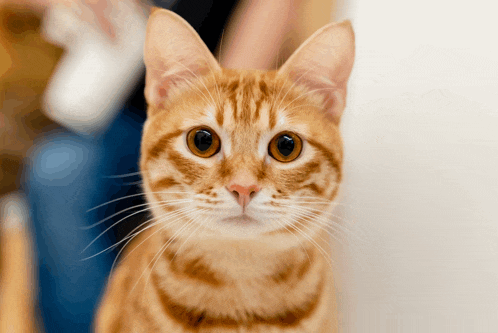 a close up of a cat 's face with a blurry background