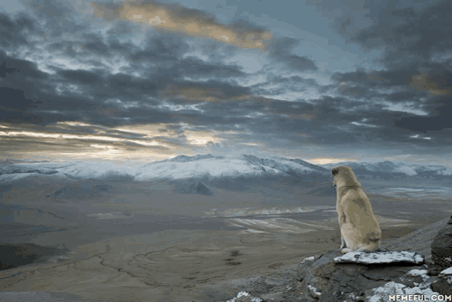 a dog sitting on a rock looking out over a snowy mountain landscape