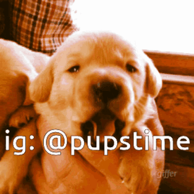 a puppy is being held in someone 's arms with a caption that says ig @pupstime