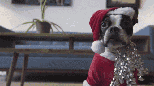 a small dog wearing a santa hat and tinsel around his neck